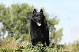 SCHIPPERKE 659